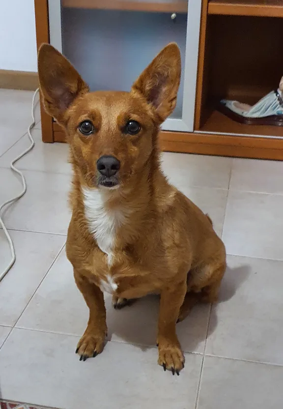 a small brown dog sitting on top of a tile floor