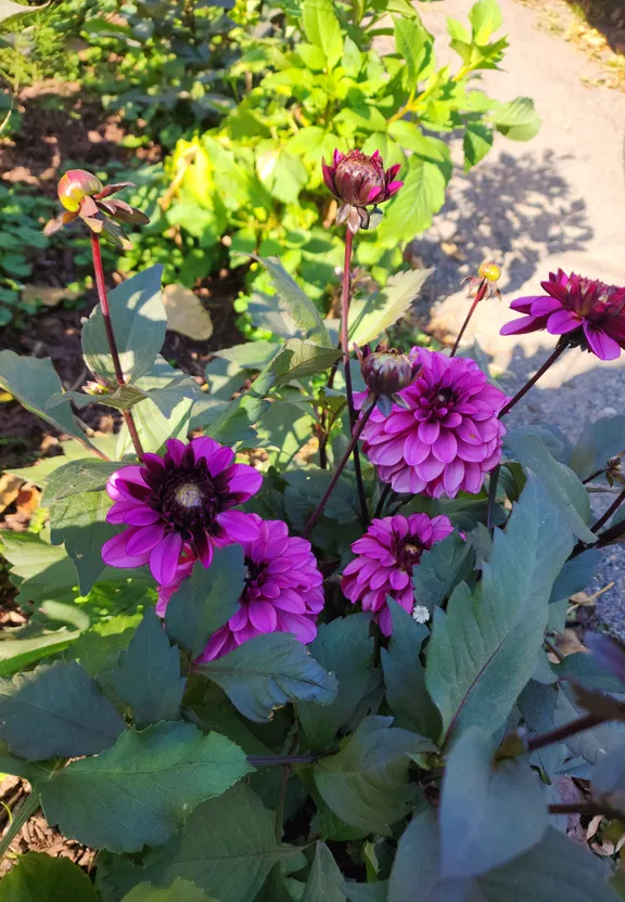 a bunch of purple flowers in a garden