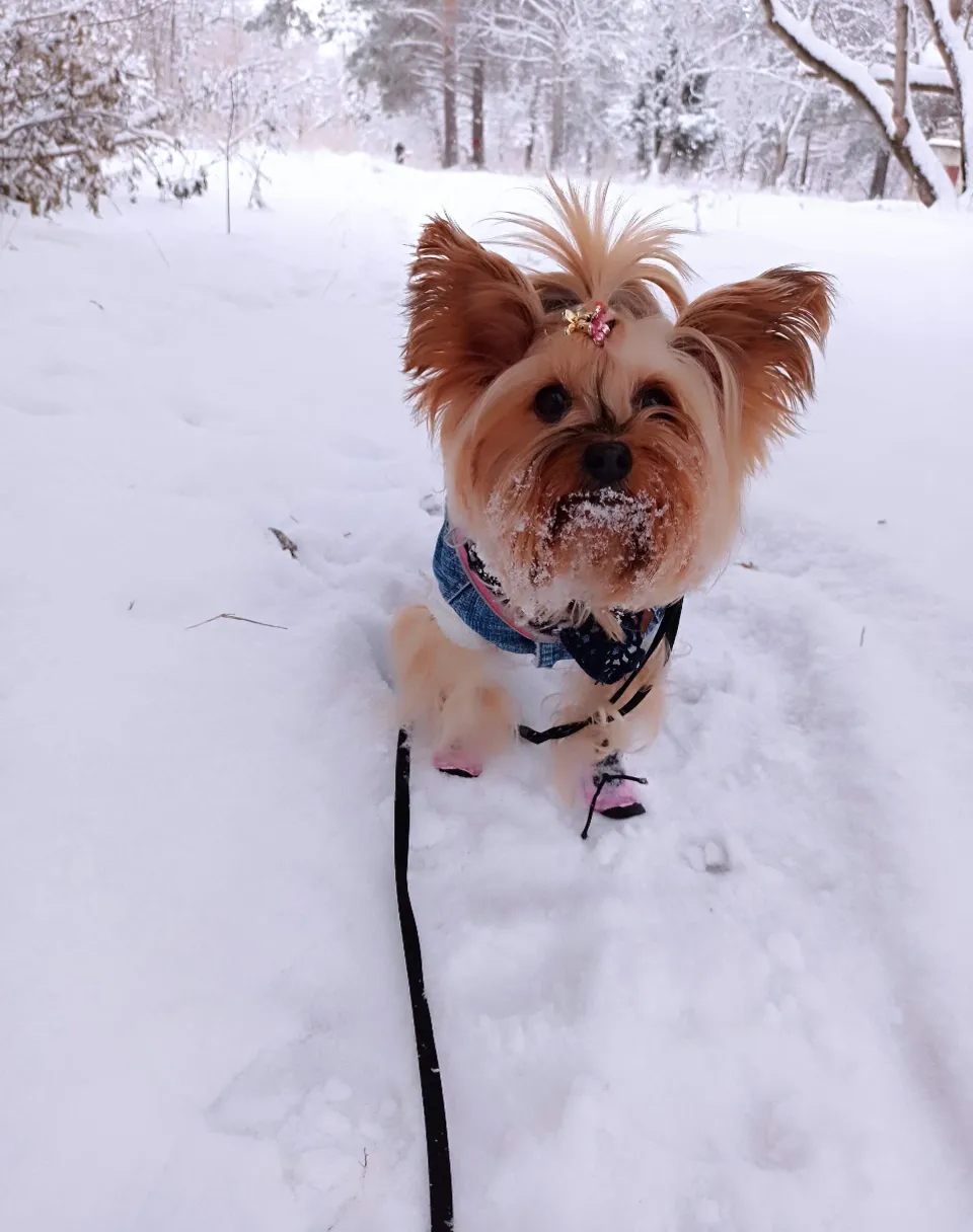 a small brown dog standing in the snow