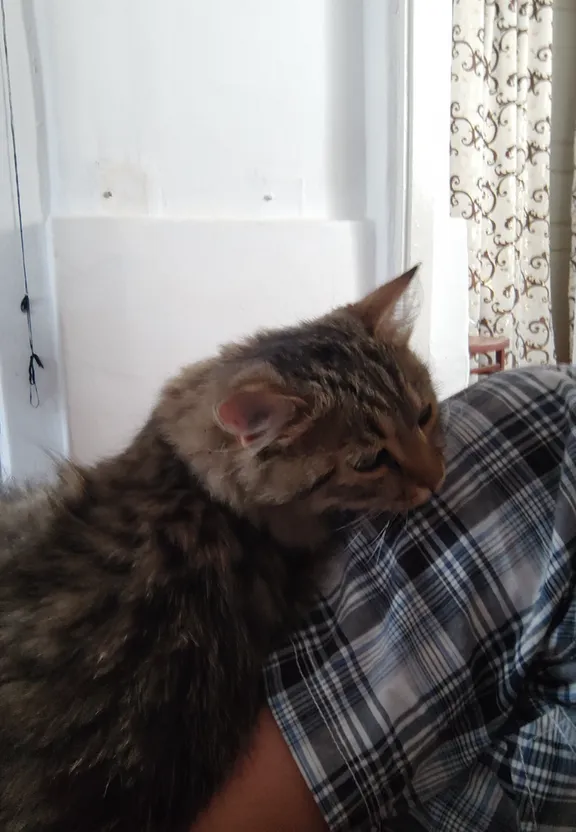 a man holding a cat in his arms