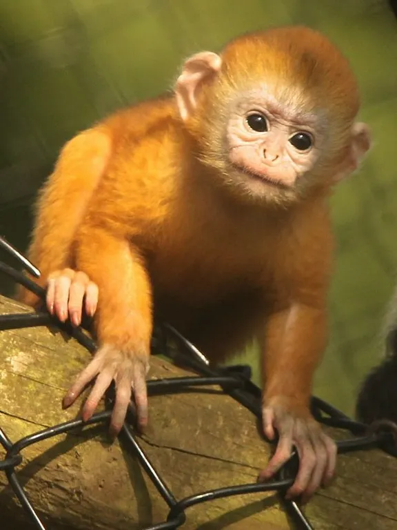 a small monkey sitting on top of a tree branch