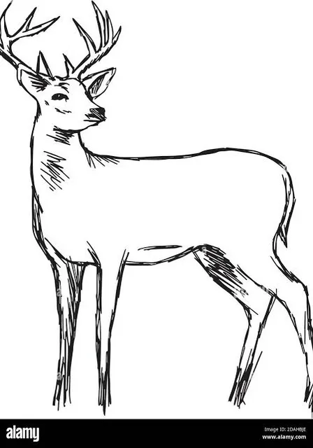 a black and white drawing of a deer