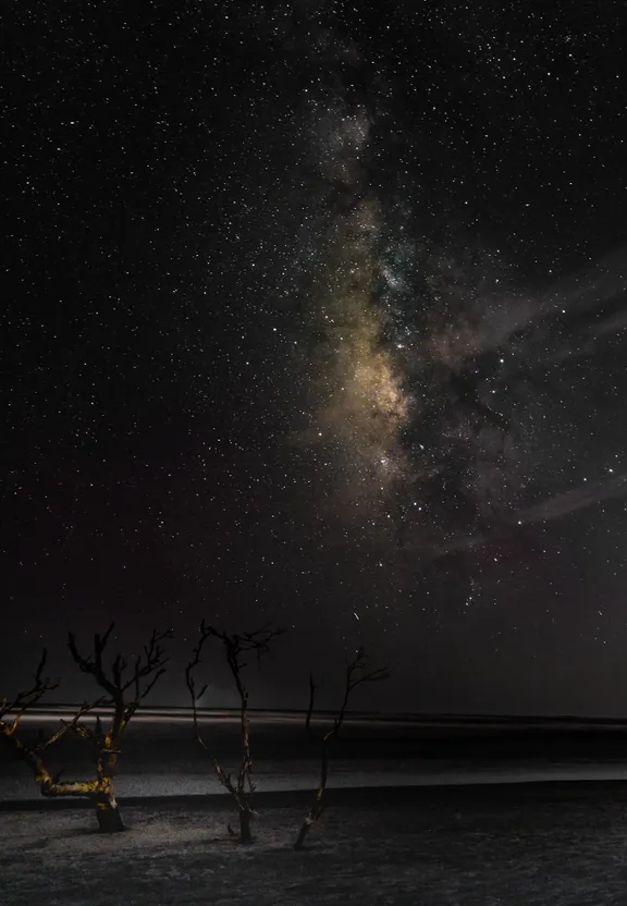 a starry sky over a beach with a dead tree in the foreground