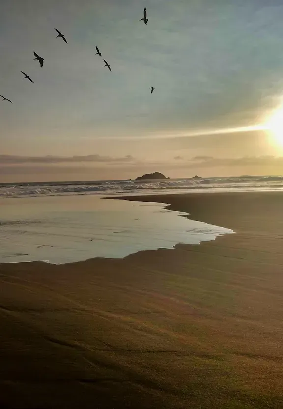 a flock of birds flying over a sandy beach