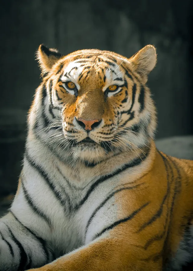 a close up of a tiger laying on the ground