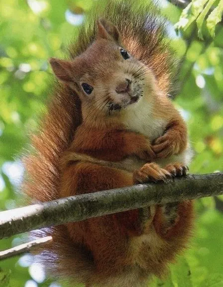 a squirrel is sitting on a branch in the woods