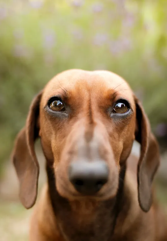 a brown dachshund looking up at the camera