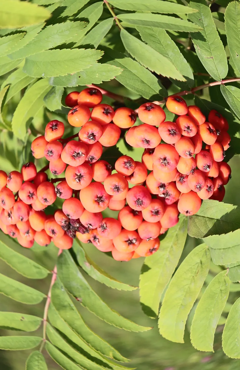 a close up of a bunch of berries on a tree