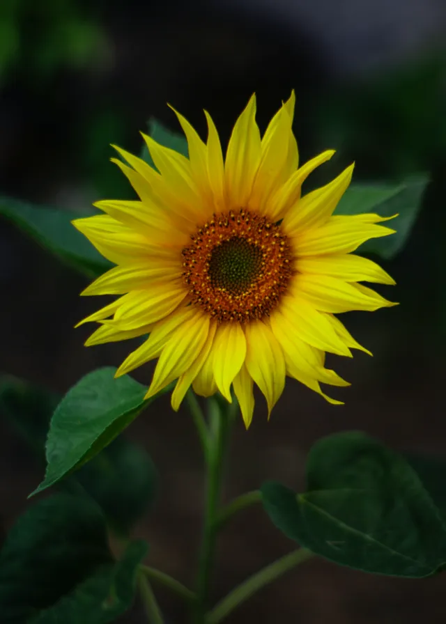 a large yellow sunflower with green leaves. flower, plant, petal, cuisine, sunflower, terrestrial plant, herbaceous plant, annual plant, flowering plant, forb