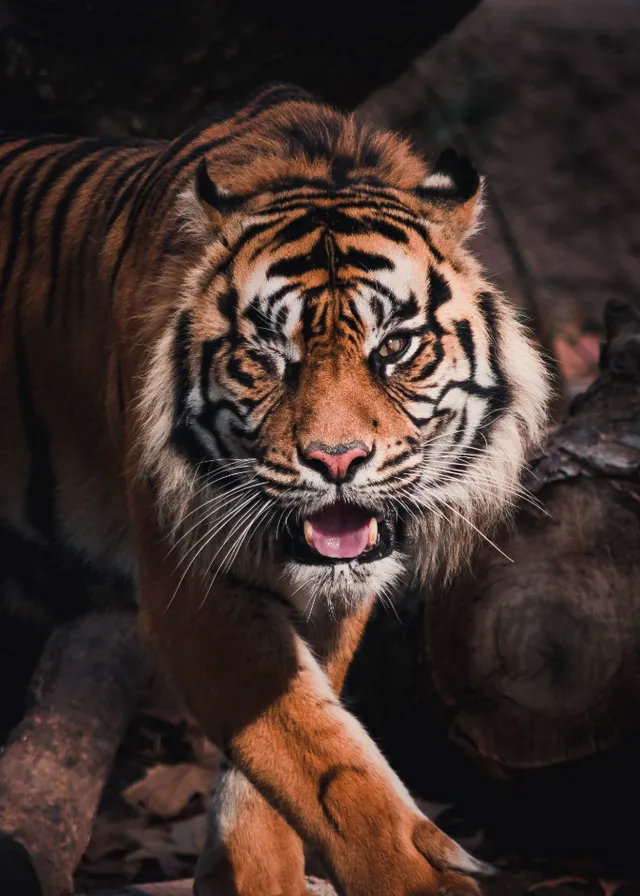 a close up of a tiger walking on leaves. siberian tiger, bengal tiger, tiger, felidae, carnivore, whiskers, terrestrial animal, big cats, snout, wildlife