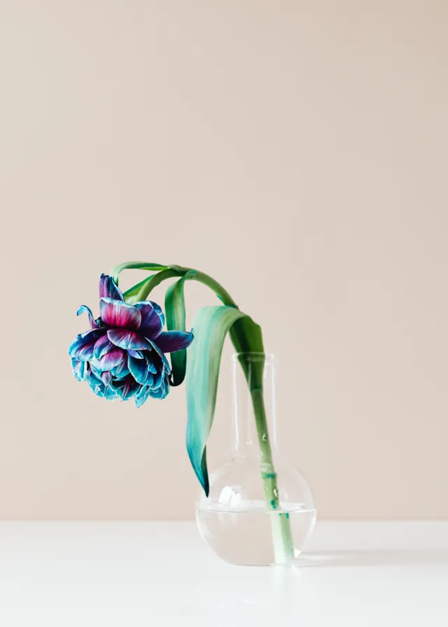 a flower in a vase on a table. flowerpot, liquid, plant, electric blue, jewellery, font, art, fashion accessory, natural material, magenta