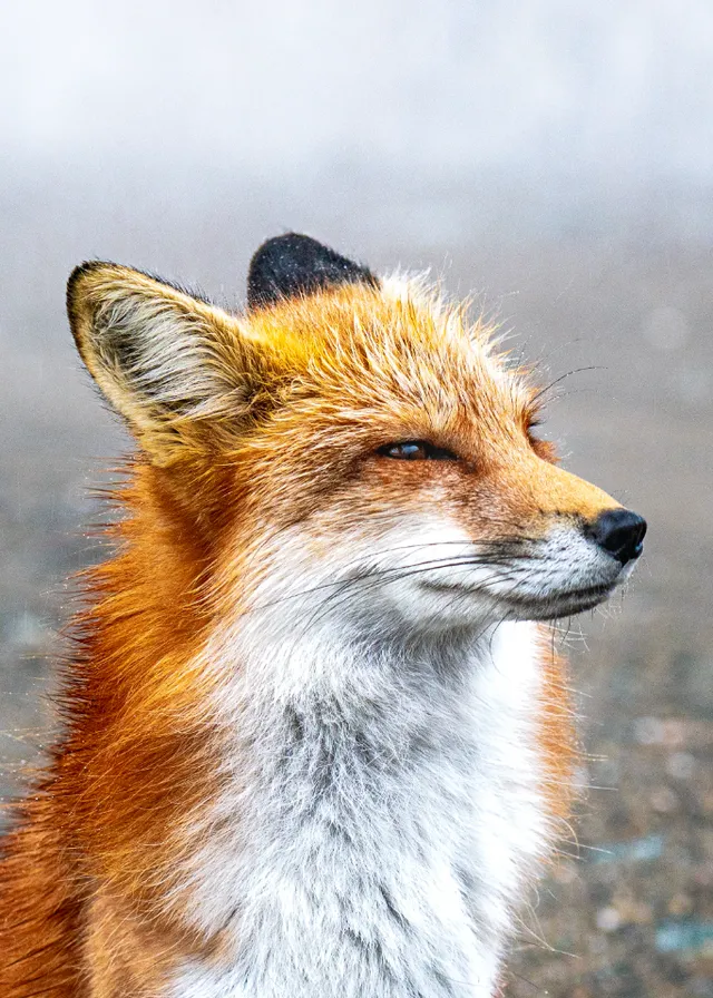 a close up of a red fox with a blurry background. head, carnivore, whiskers, fox, terrestrial animal, fawn, snout, dog breed, swift fox, fur