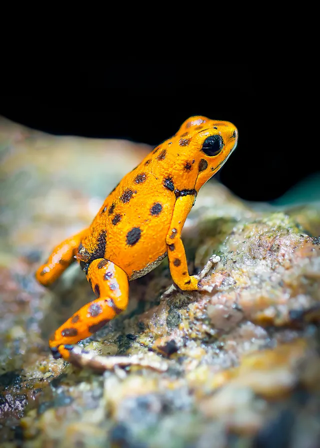 a yellow and black frog sitting on a rock. eye, organism, terrestrial plant, phyllobates, terrestrial animal, amphibian, reptile, lizard, poison dart frog, macro photography