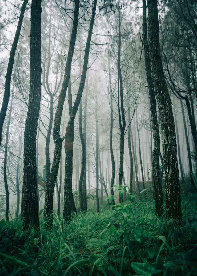 a forest filled with lots of tall trees. plant, sky, tree, wood, natural landscape, people in nature, trunk, terrestrial plant, twig, grass