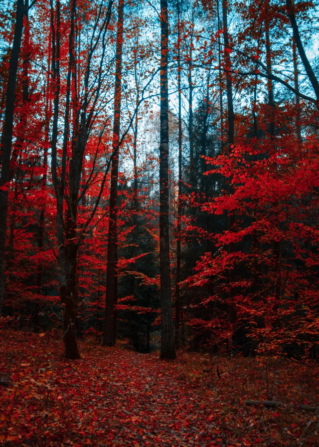 brown, leaf, plant, natural landscape, twig, wood, orange, tree, trunk, sky