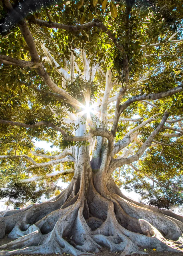 a large tree with the sun shining through it