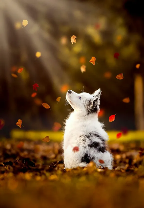 A White and Black Dog Sitting on a Soft Cloud of Leaves - Image 1. change the leaves to a soft fluffy cloud