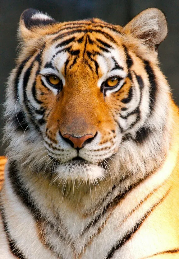 a close up of a tiger looking at the camera