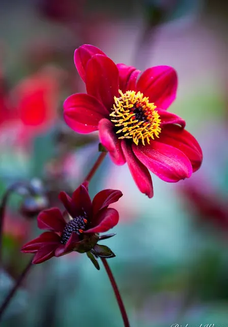 a close up of a flower with a blurry background