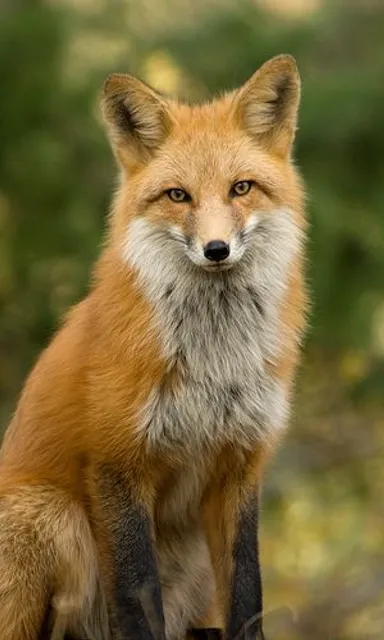 a red fox is sitting on a rock in the woods