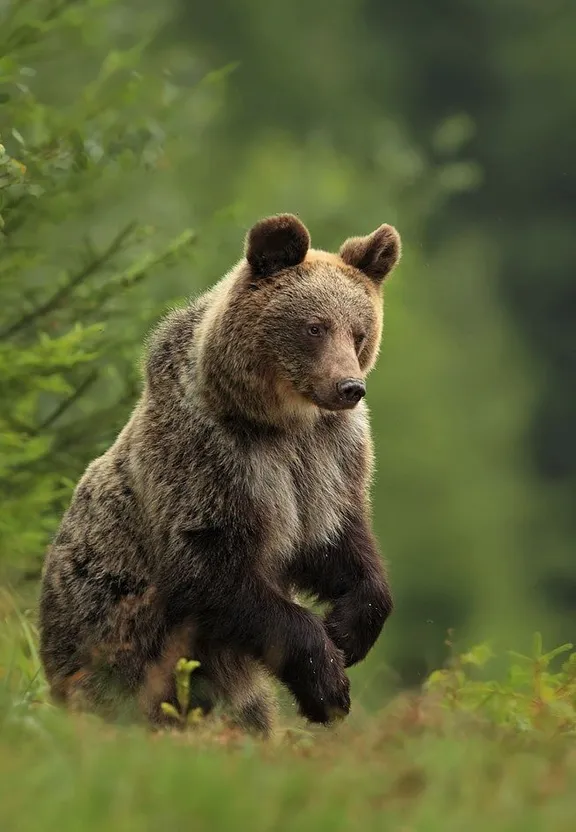 brown bear, plant, grizzly bear, kodiak bear, carnivore, natural landscape, terrestrial animal, trunk, grass, snout, edited to