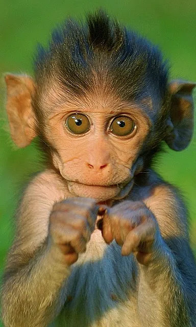 a baby monkey is looking up at the camera