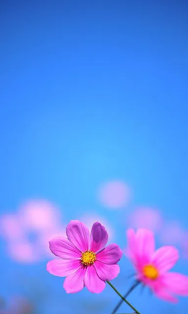 a couple of pink flowers sitting on top of a table