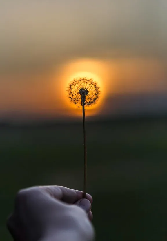 sky, water, flower, plant, cloud, liquid, petal, afterglow, gesture, sunlight