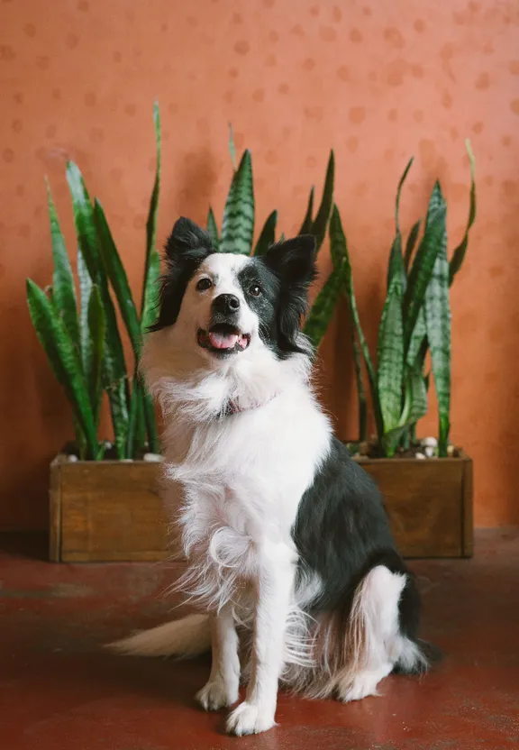 a black and white dog sitting next to a potted plant