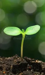 a small green plant sprouting from the ground