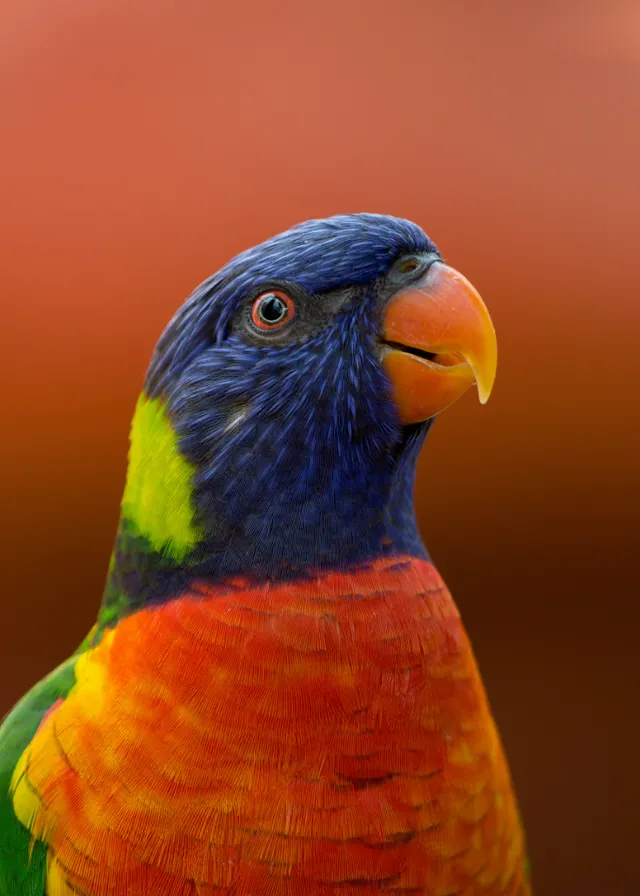 a multicolored bird with a red, yellow, and green beak. bird, eye, beak, parrot, feather, wing, close-up, macaw, wildlife, natural material