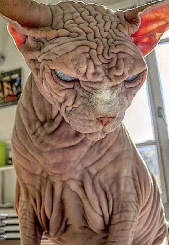 wrinkled cat becomes smooth cat,