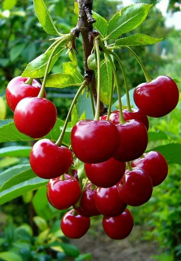 a bunch of cherries hanging from a tree