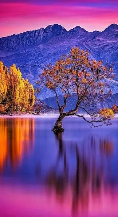 a tree that is sitting in the water