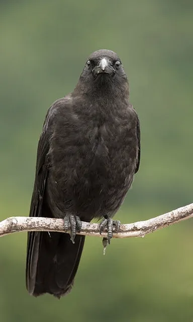 a black bird sitting on top of a tree branch