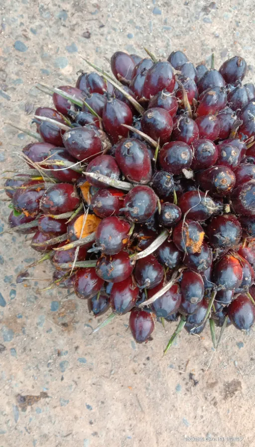 a bunch of fruit that is laying on the ground