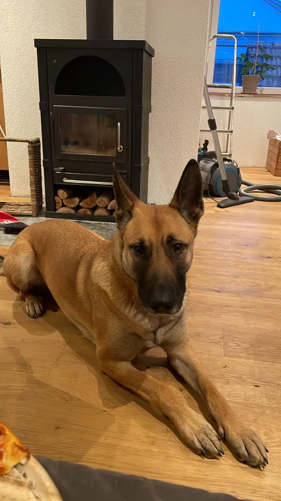 a dog laying on the floor next to a pizza. dog, dog breed, carnivore, german shepherd dog, companion dog, flooring, snout, wood, working animal, hardwood