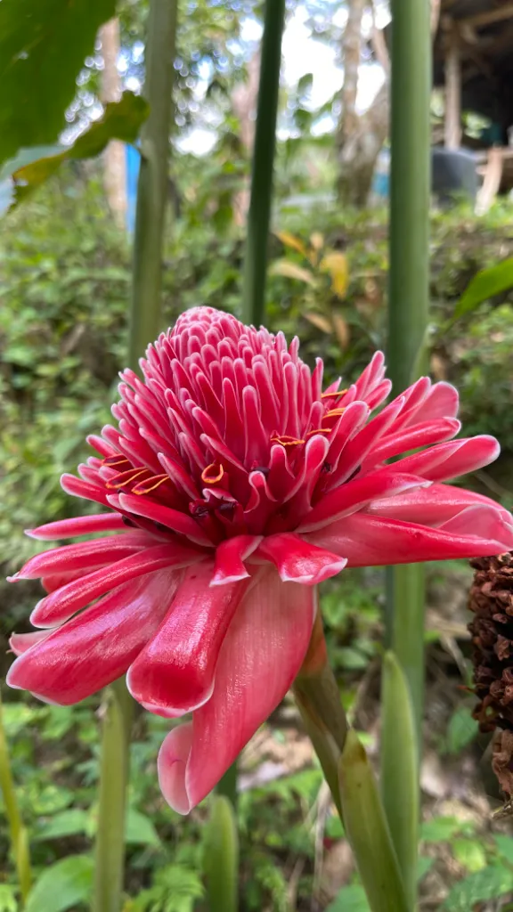 a pink flower in a garden with lots of greenery