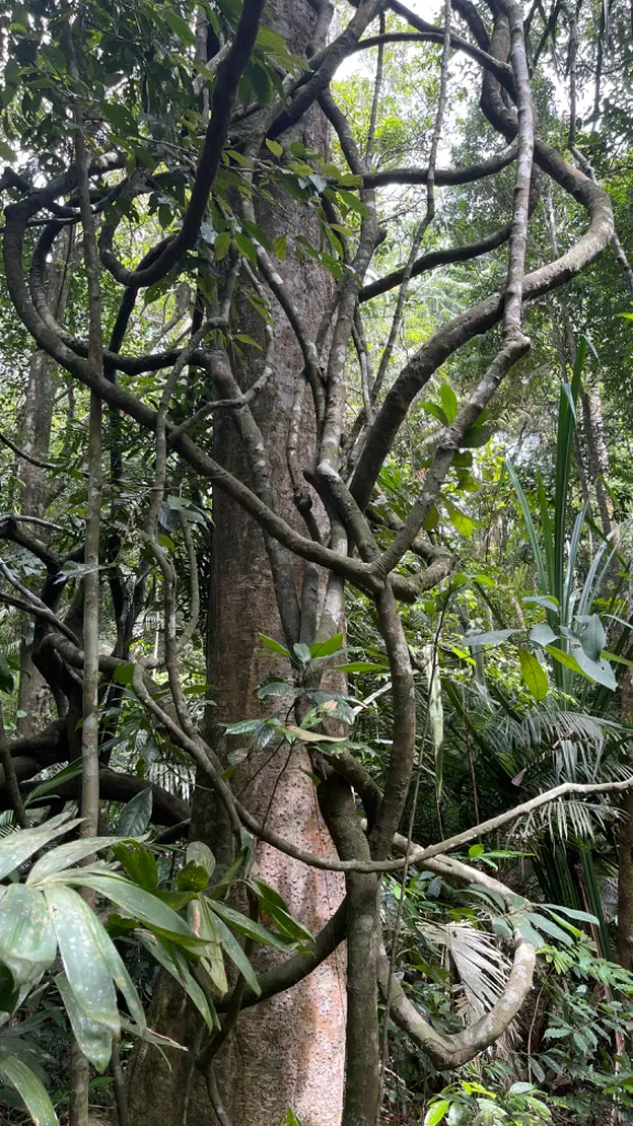 a large tree in the middle of a forest