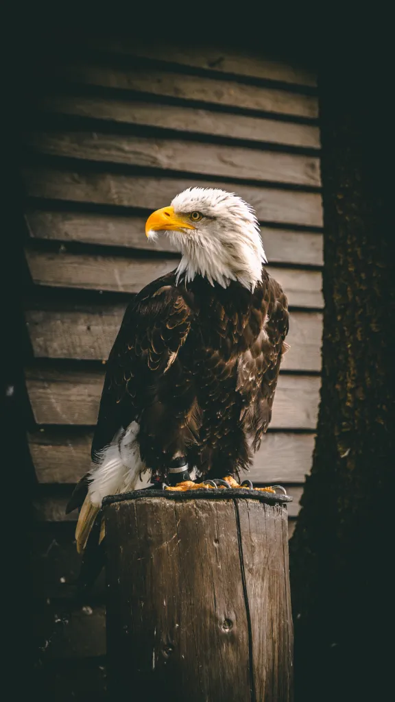 A Bald Eagle Sitting on Top of a Wooden Stump, Turned Into a fluffy White Cloud. turn the wooden stump into a fluffy white cloud