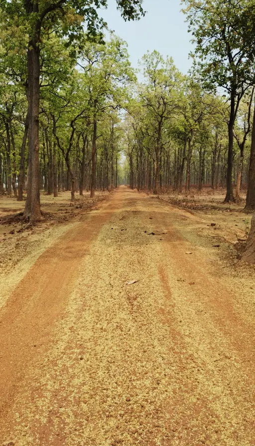 a dirt road surrounded by trees in a forest