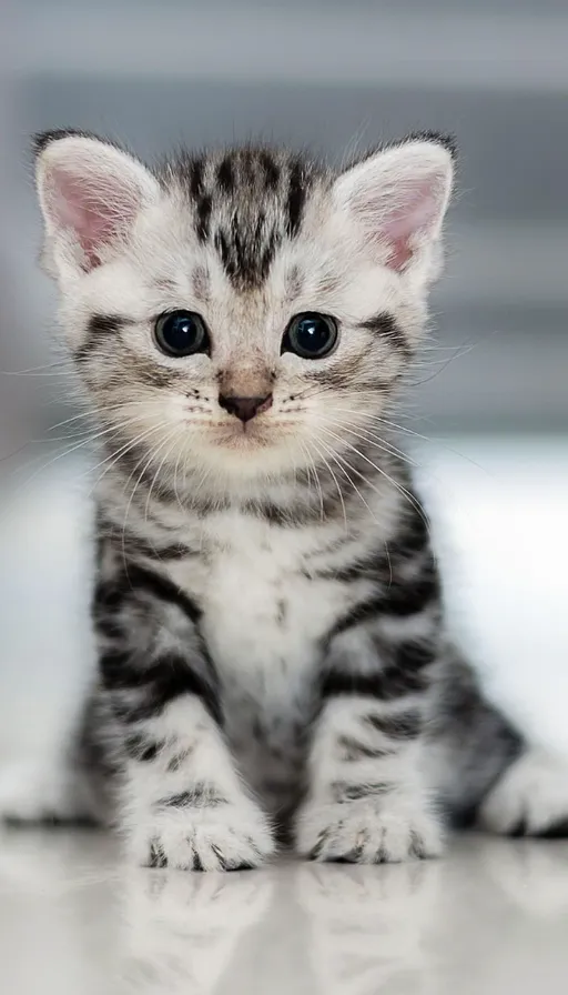 a kitten is sitting on the floor looking at the camera