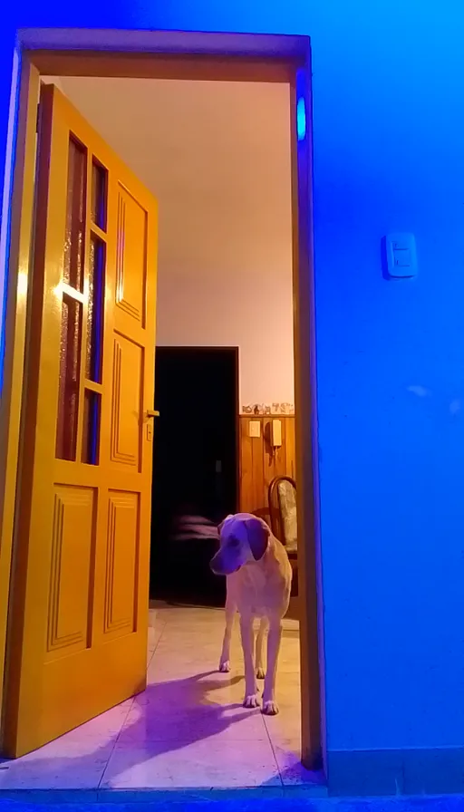 a dog standing in front of a yellow door