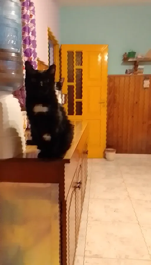 a black cat sitting on top of a counter