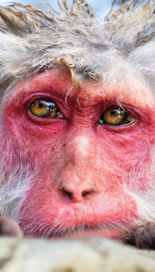 a close up of a monkey's face with long hair
