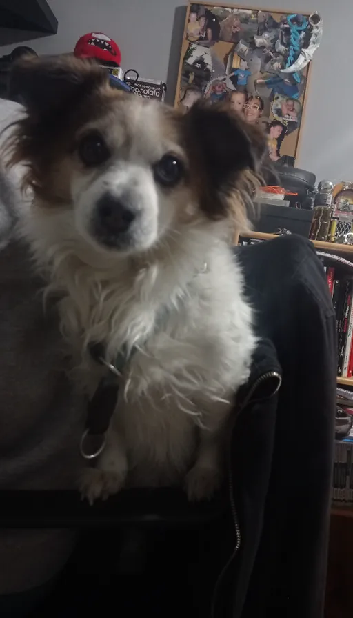 a brown and white dog sitting on top of a chair