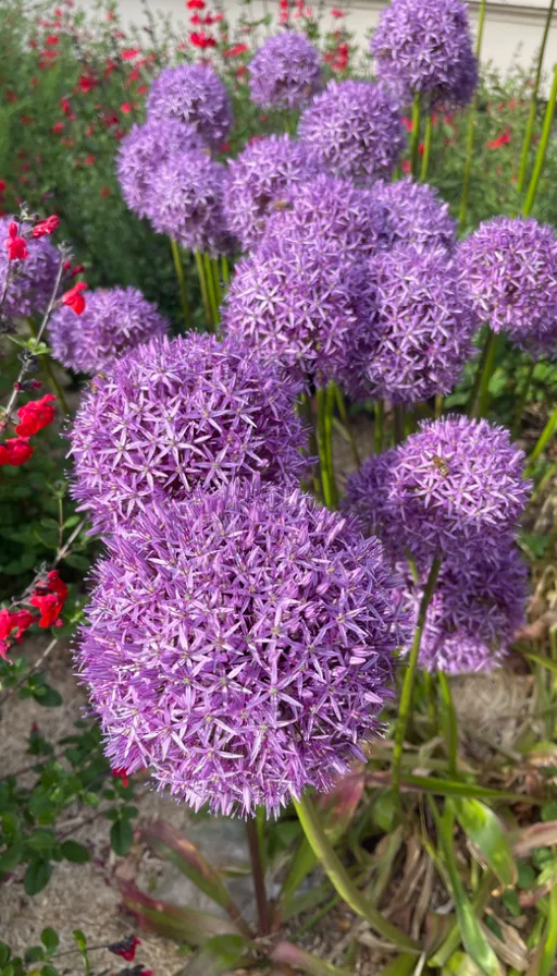 a bunch of purple flowers in a garden