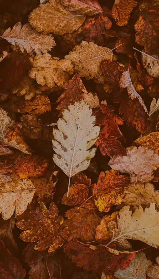 a bunch of leaves that are laying on the ground