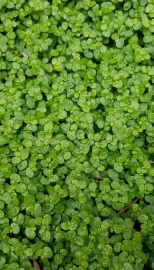 a close up of a plant with green leaves