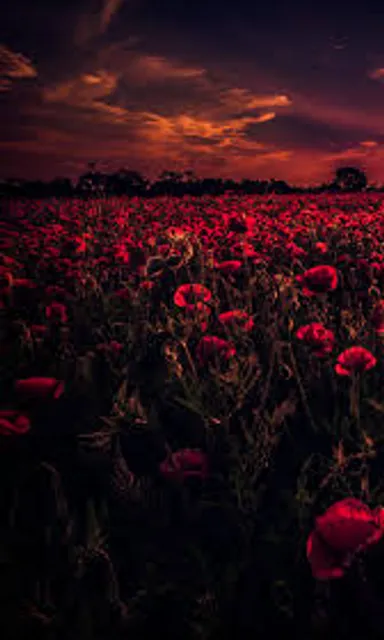 a field full of red flowers under a cloudy sky